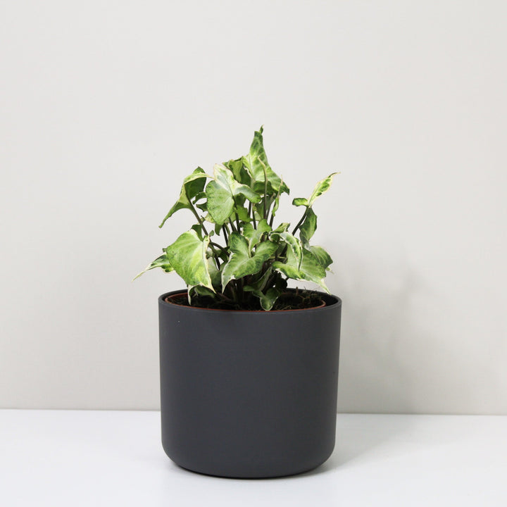 Syngonium Starlite M / Topf anthrazit Foliage Dreams
