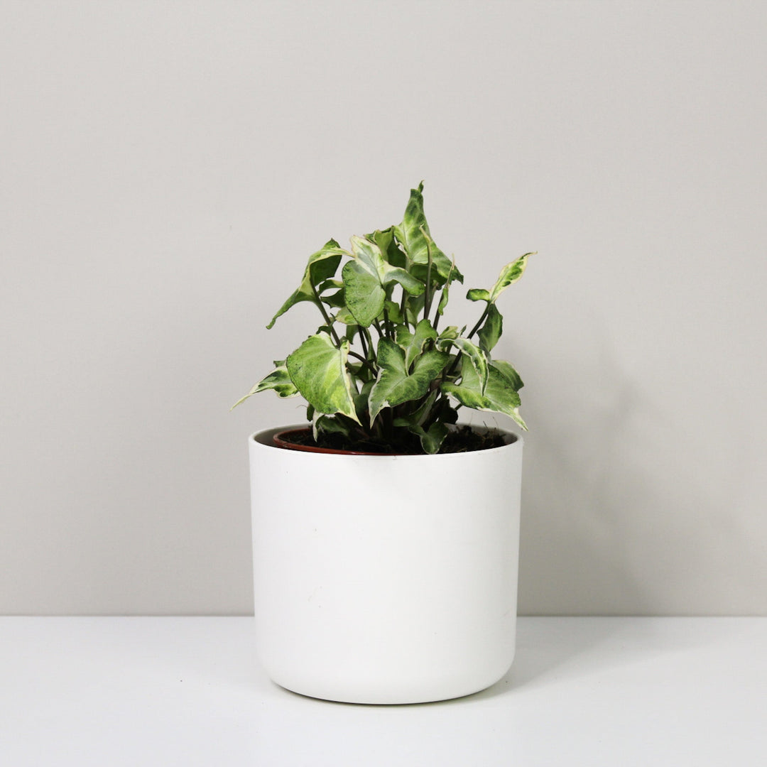 Syngonium Starlite M / Topf weiß Foliage Dreams
