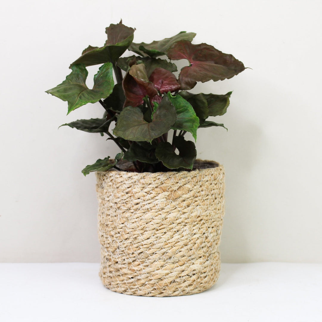 Syngonium Strawberry Ice Wenig / Keine Foliage Dreams