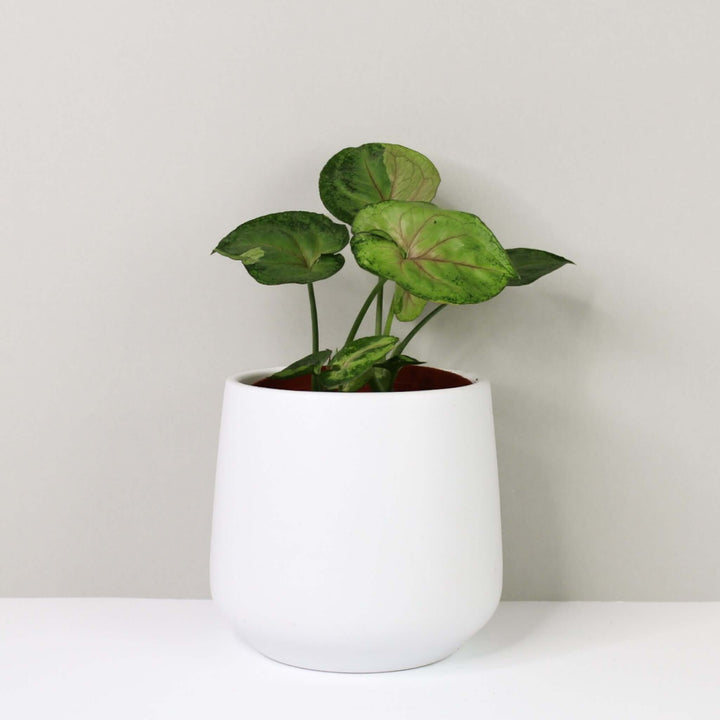 Syngonium T24 Foliage Dreams