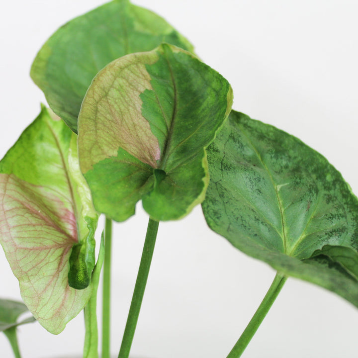 Syngonium T24 Foliage Dreams
