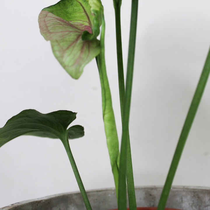 Syngonium T24 Foliage Dreams