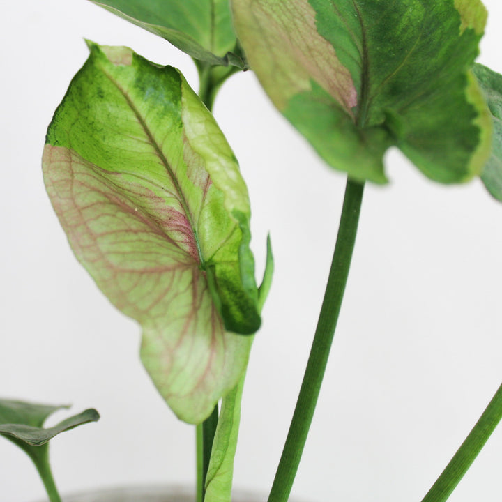 Syngonium T24 Foliage Dreams