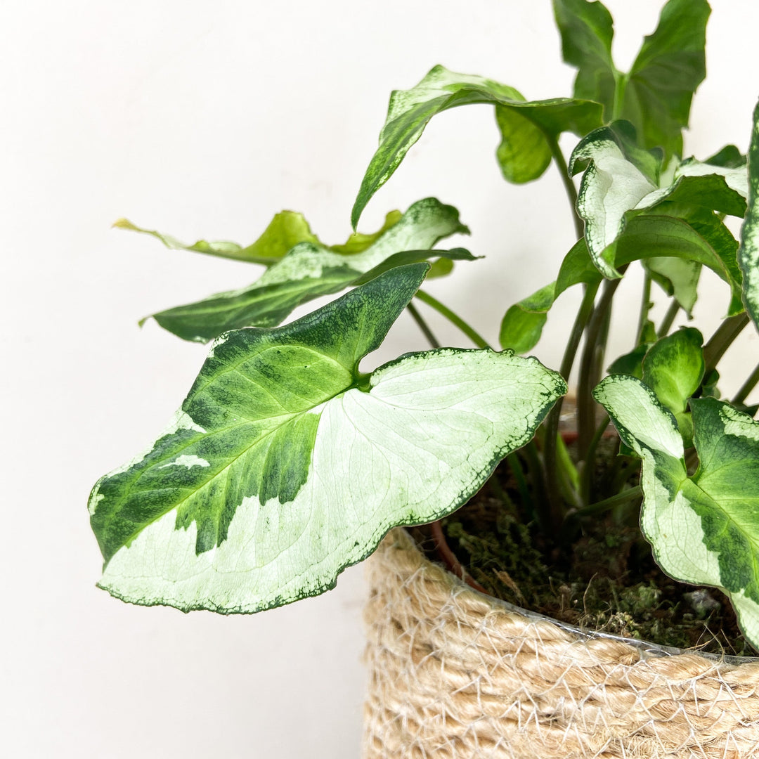 Syngonium Three Kings Foliage Dreams