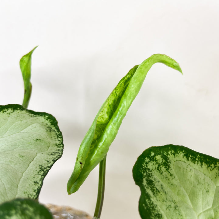Syngonium Three Kings Foliage Dreams