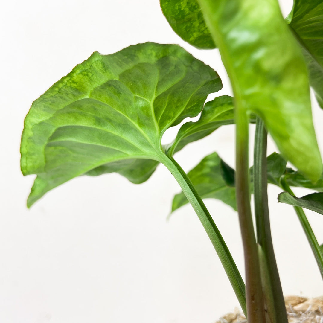 Syngonium Three Kings Foliage Dreams