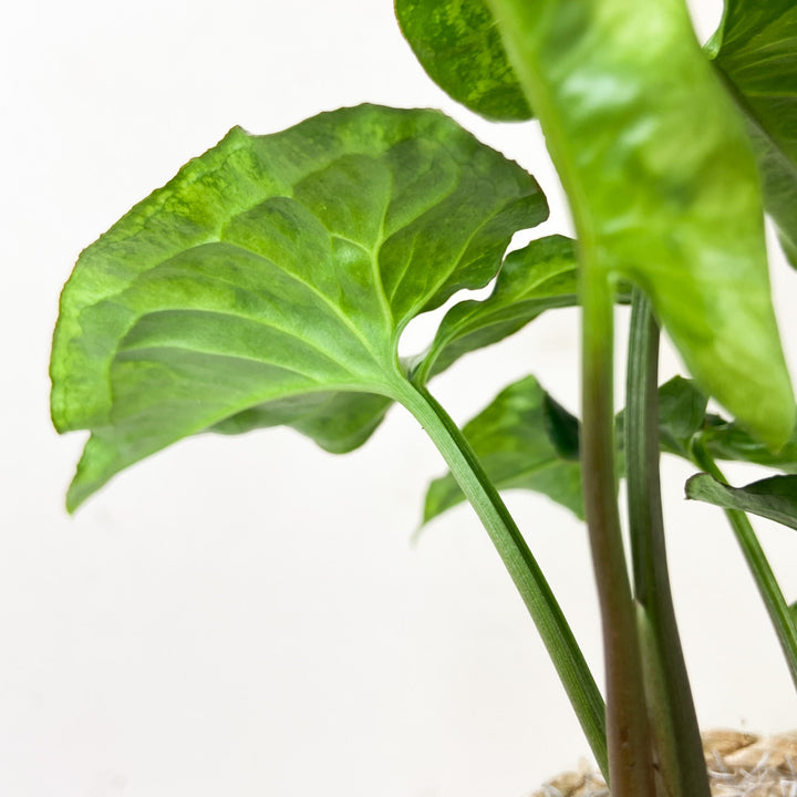 Syngonium Three Kings Foliage Dreams