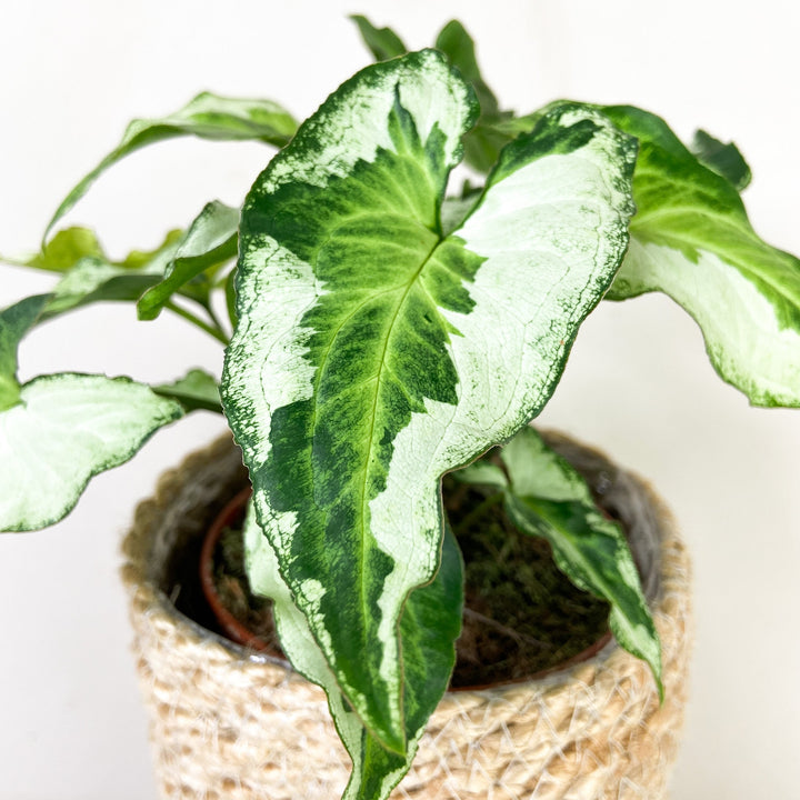 Syngonium Three Kings Foliage Dreams