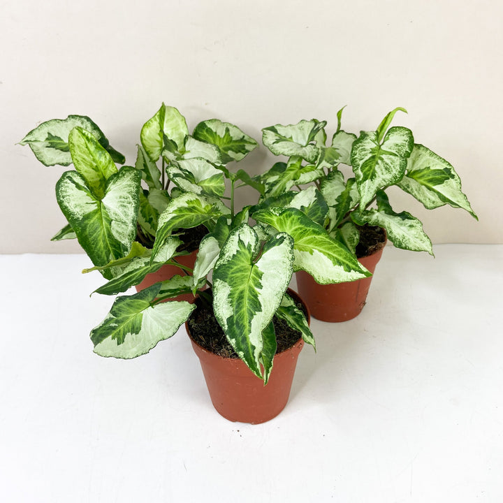 Syngonium Three Kings Foliage Dreams