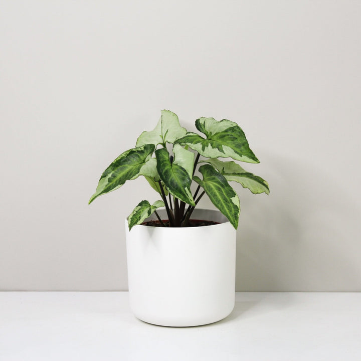 Syngonium Three Kings Foliage Dreams