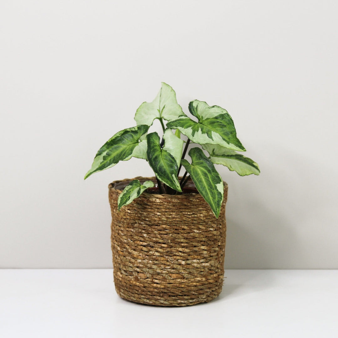 Syngonium Three Kings Foliage Dreams