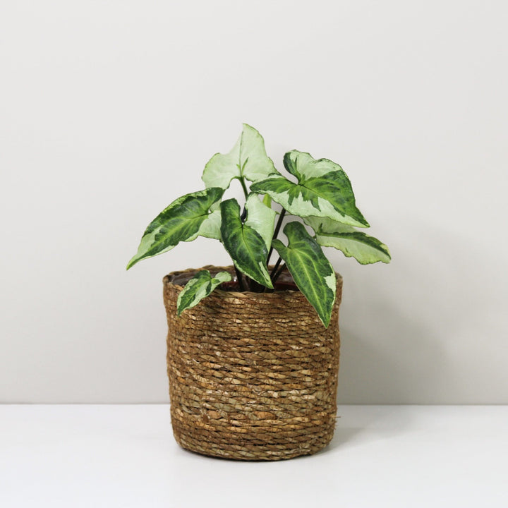 Syngonium Three Kings Foliage Dreams