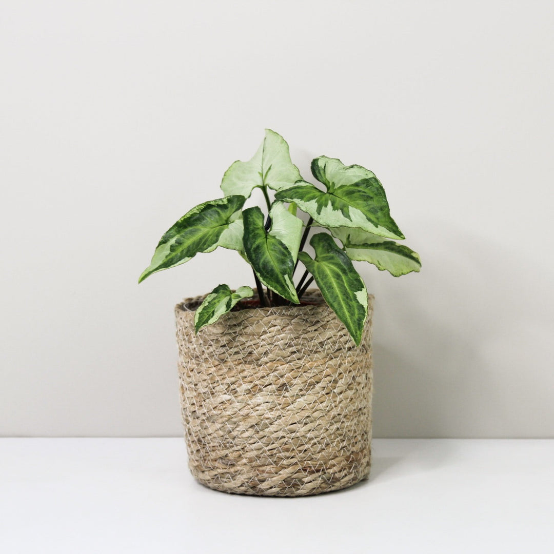 Syngonium Three Kings Foliage Dreams