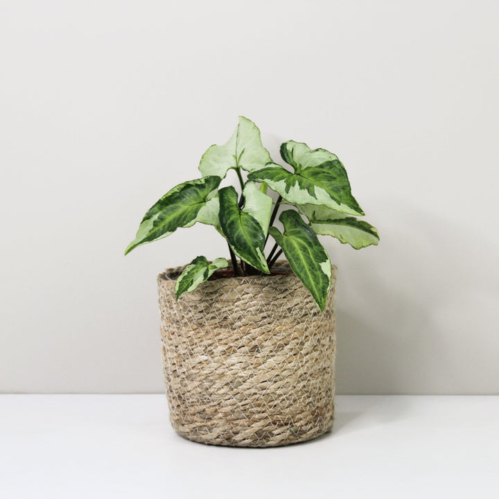 Syngonium Three Kings Foliage Dreams