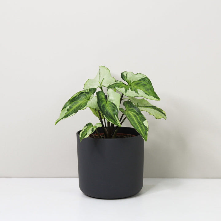 Syngonium Three Kings Foliage Dreams
