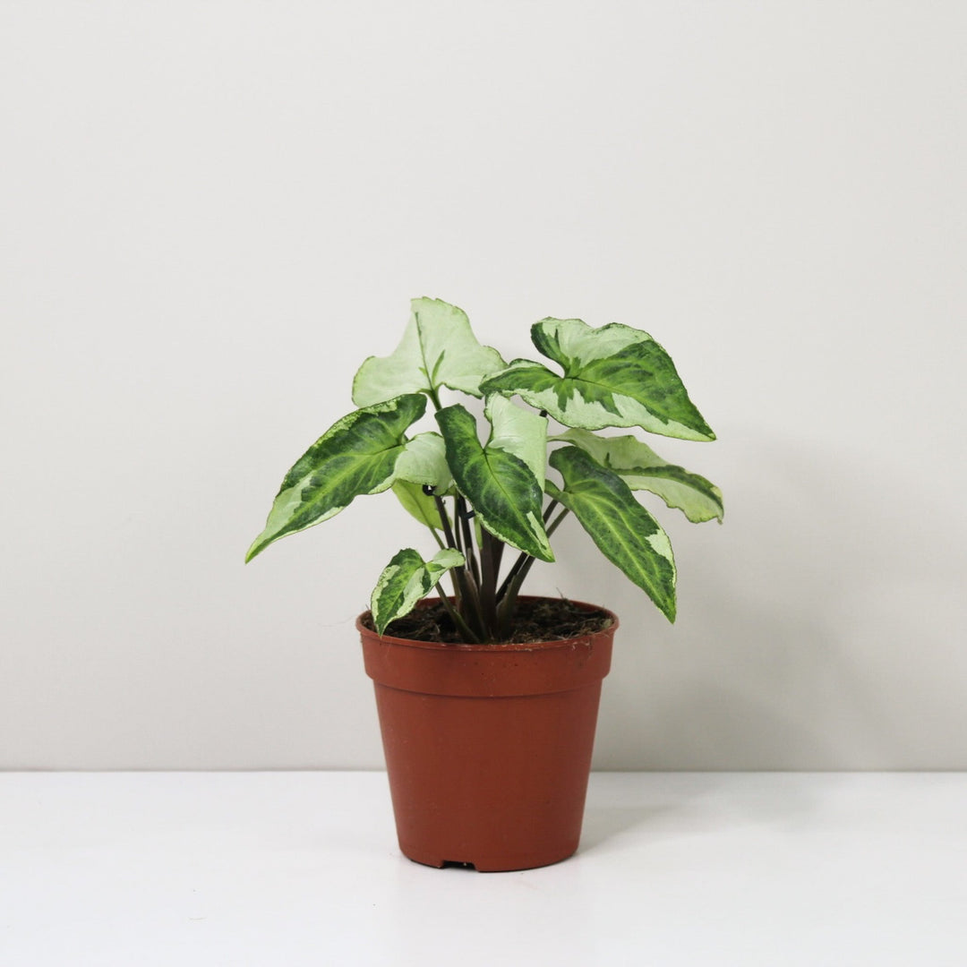 Syngonium Three Kings Foliage Dreams