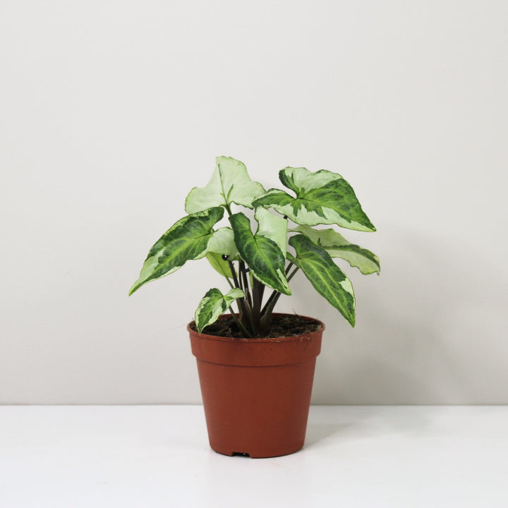 Syngonium Three Kings Foliage Dreams