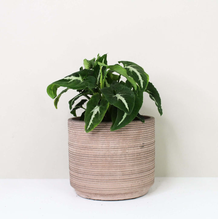 Syngonium Wendlandii Foliage Dreams