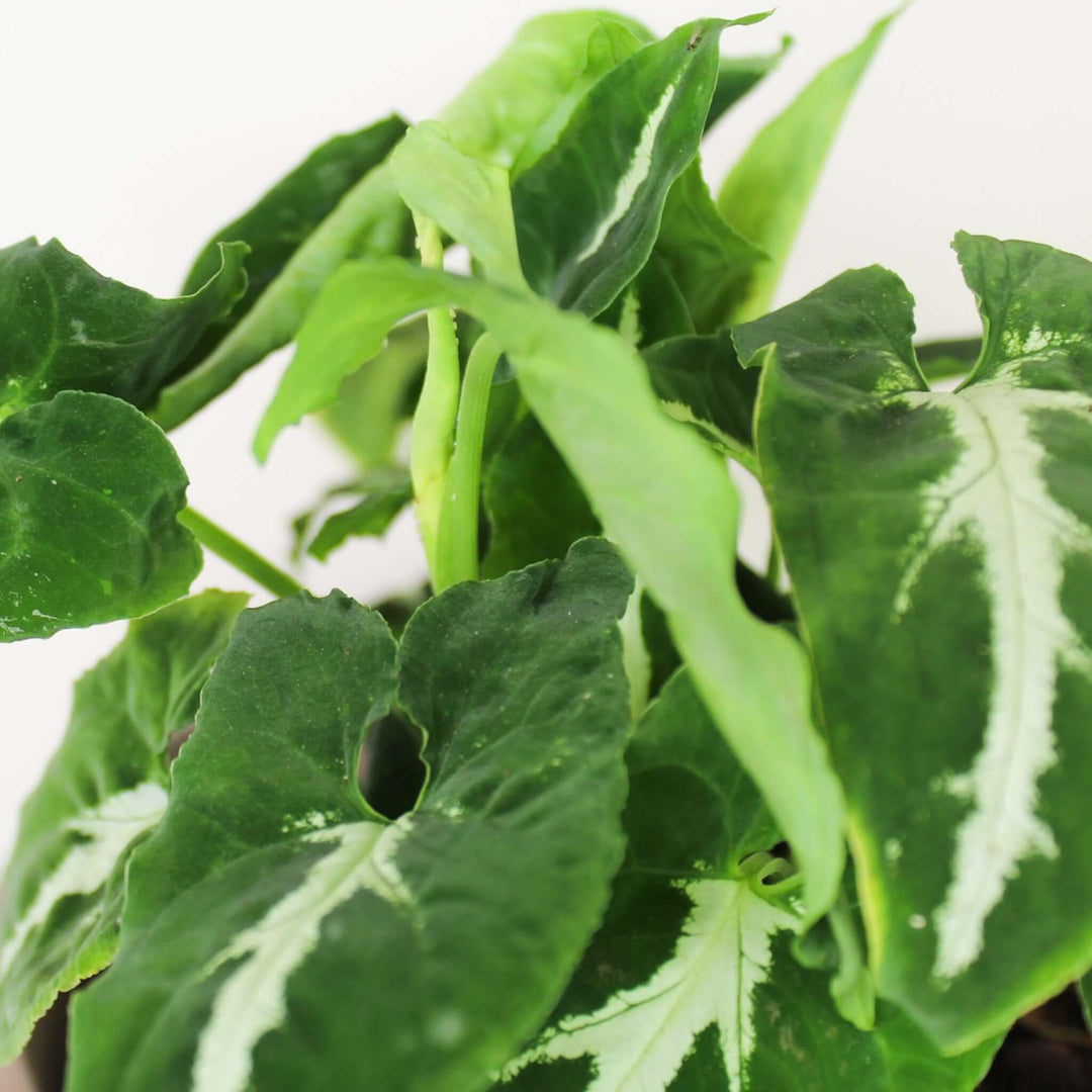 Syngonium Wendlandii Foliage Dreams