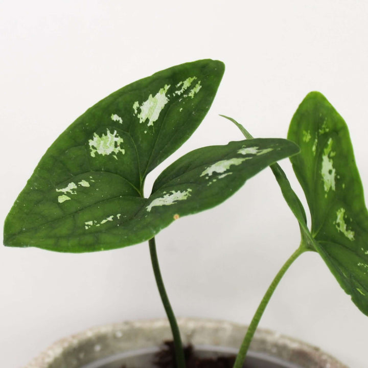 Ulearum Donburnsii 'Silver Cloud' Foliage Dreams