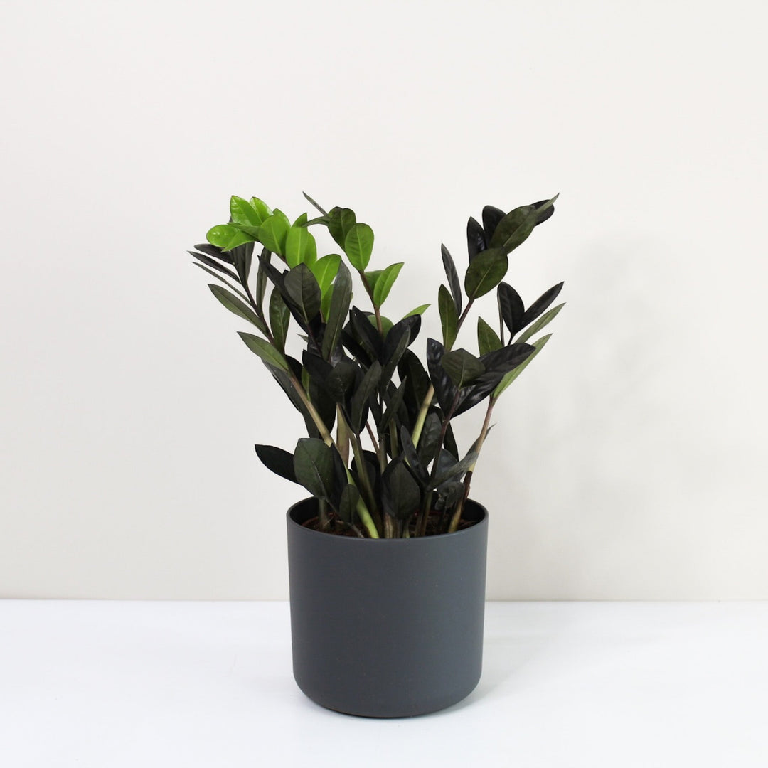 Zamioculcas 'Raven' (Glücksfeder) Foliage Dreams