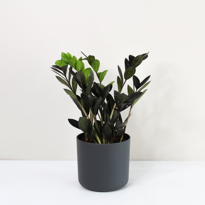 Zamioculcas 'Raven' (Glücksfeder) Foliage Dreams