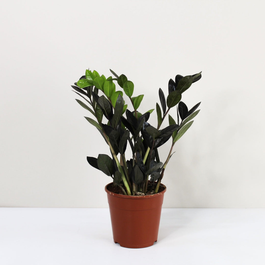 Zamioculcas 'Raven' (Glücksfeder) Foliage Dreams