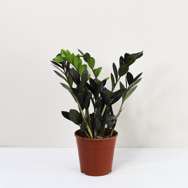 Zamioculcas 'Raven' (Glücksfeder) Foliage Dreams