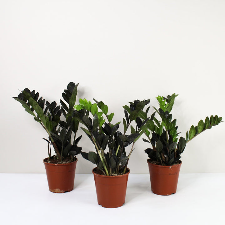 Zamioculcas 'Raven' (Glücksfeder) Foliage Dreams