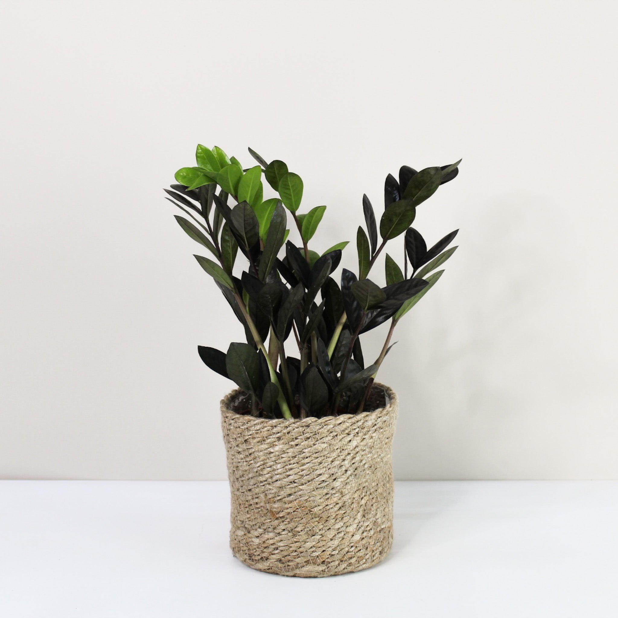 Zamioculcas Zamiifolia 'Raven' (Schwarze Glücksfeder) – Foliage Dreams