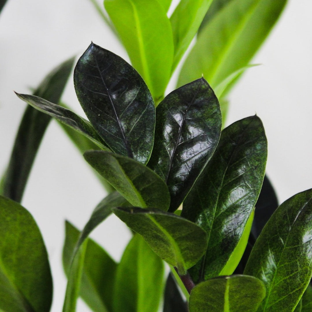 Zamioculcas 'Raven' (Glücksfeder) Foliage Dreams