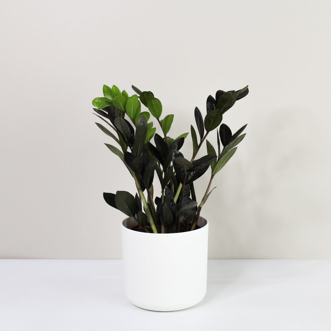 Zamioculcas 'Raven' (Glücksfeder) Foliage Dreams