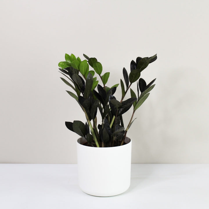 Zamioculcas 'Raven' (Glücksfeder) Foliage Dreams