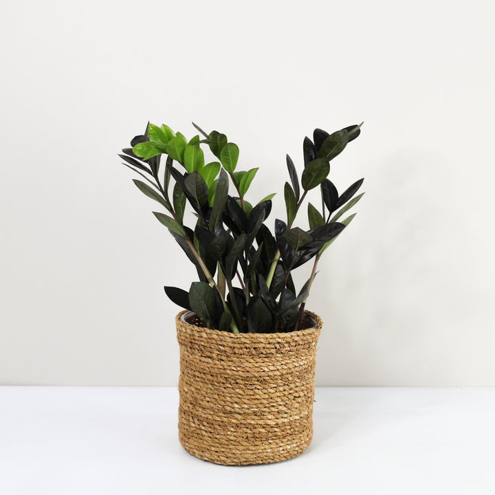 Zamioculcas 'Raven' (Glücksfeder) Foliage Dreams