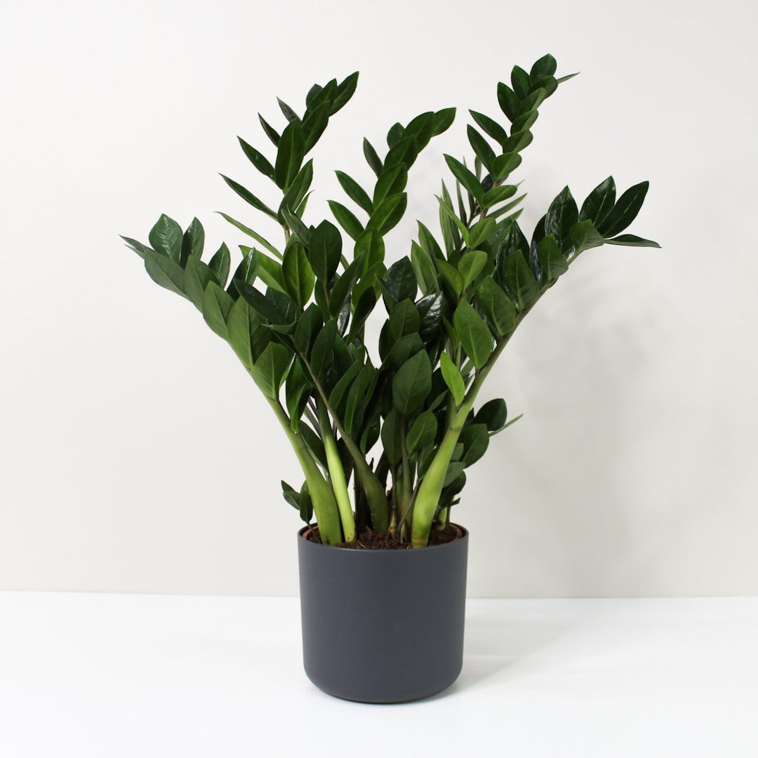 Zamioculcas Zamiifolia (Glücksfeder) L / Topf anthrazit Foliage Dreams