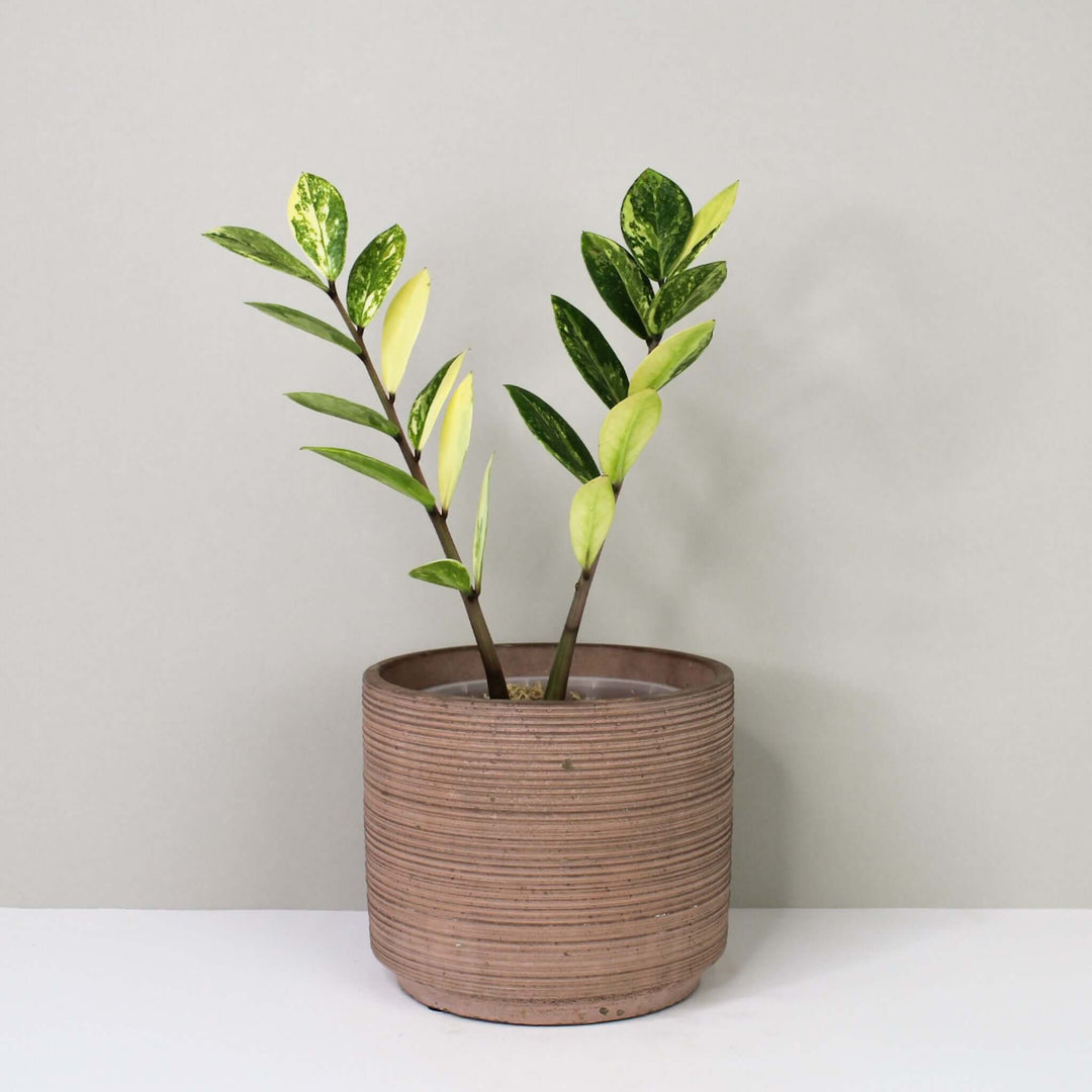 Zamioculcas Zamiifolia Variegata Foliage Dreams