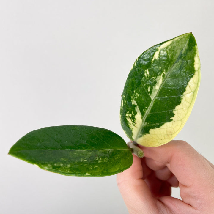 Zamioculcas Zamiifolia Variegata mittlere Panaschierung Foliage Dreams