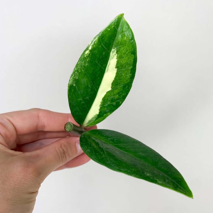 Zamioculcas Zamiifolia Variegata Z12 Foliage Dreams