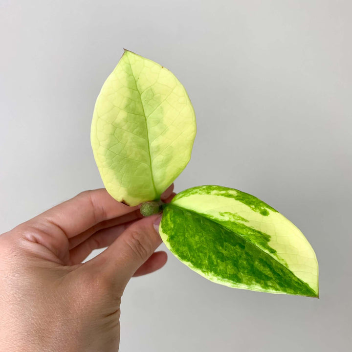 Zamioculcas Zamiifolia Variegata Z7 Foliage Dreams