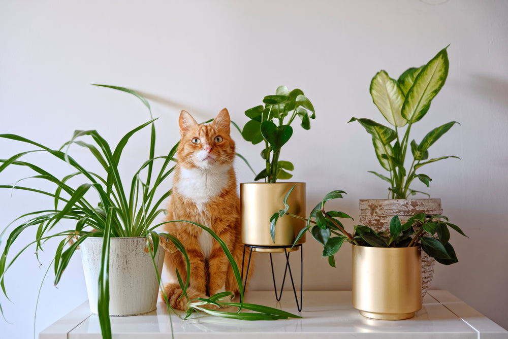 Ungiftige Pflanzen für Katzen - was es bei der Pflanzenwahl zu beachtet gibt