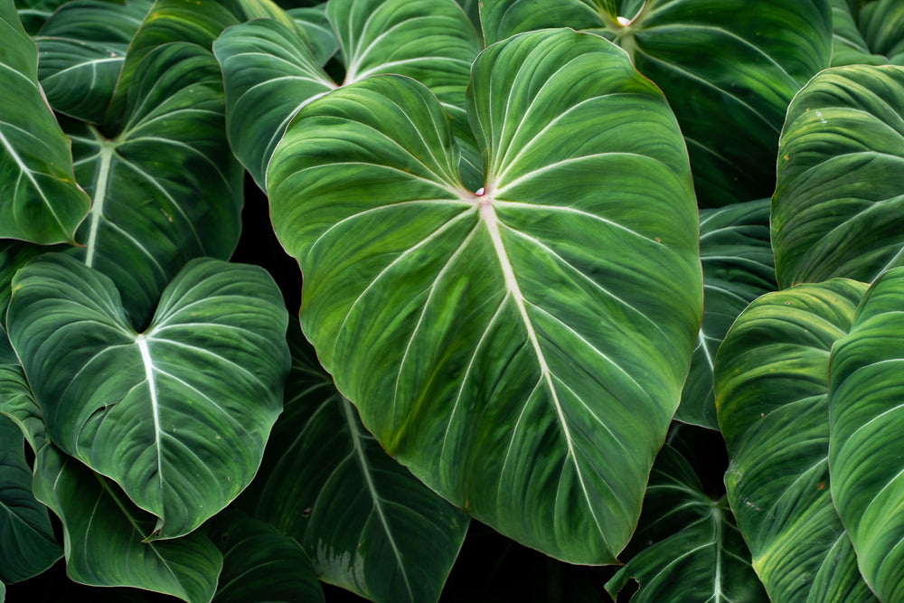 Philodendron Arten - die schönsten Philodendron Arten für Dein Zuhause