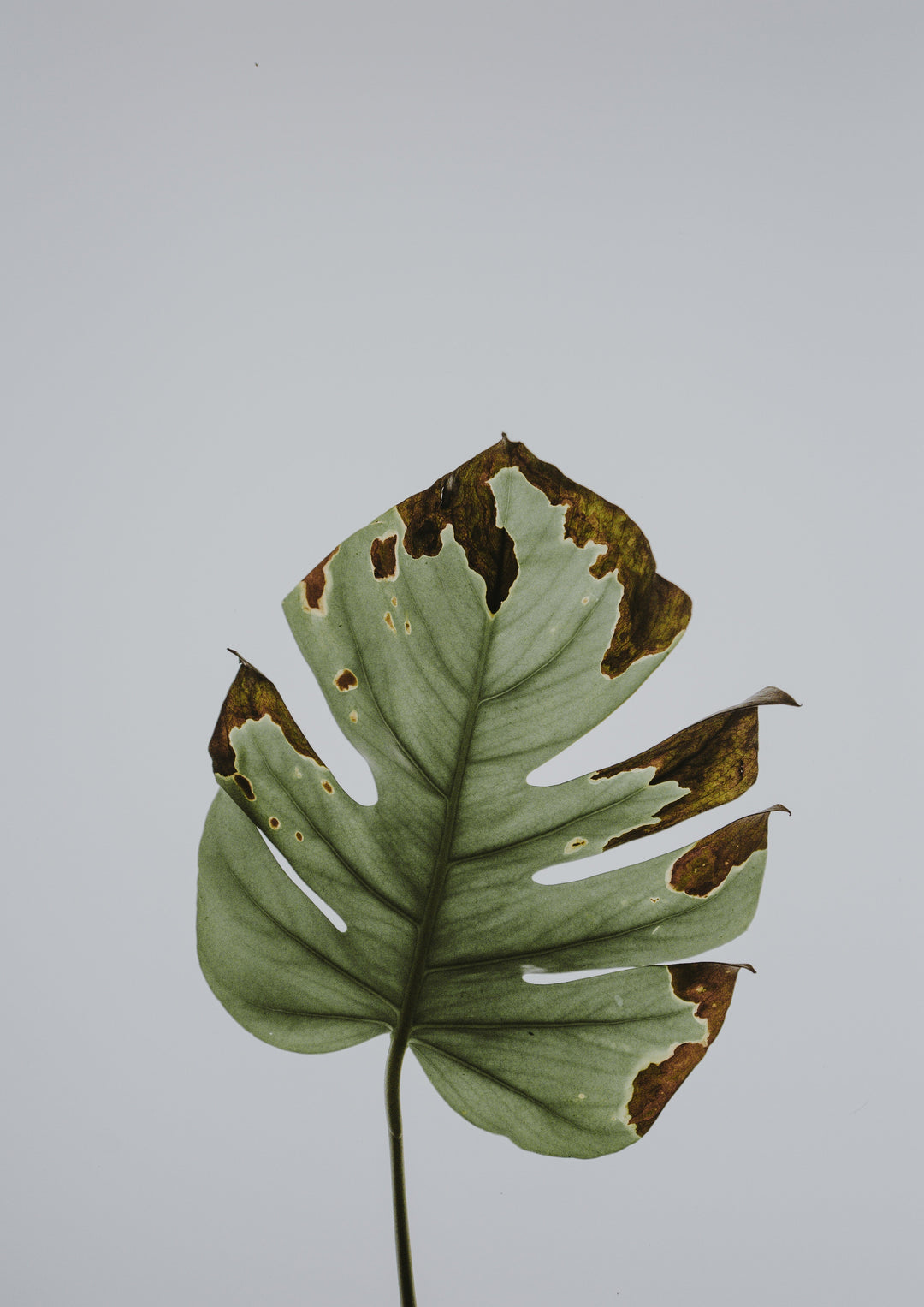 Deine Monstera bekommt braune Flecken und Blätter? Was kannst Du tun?