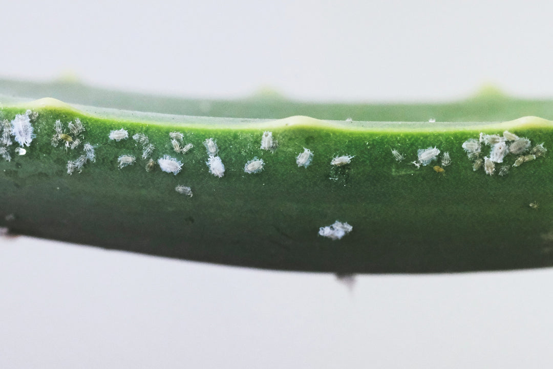 Zimmerpflanzen Schädlinge - so erkennst und bekämpfst Du die häufigsten Schädlinge an Zimmerpflanzen