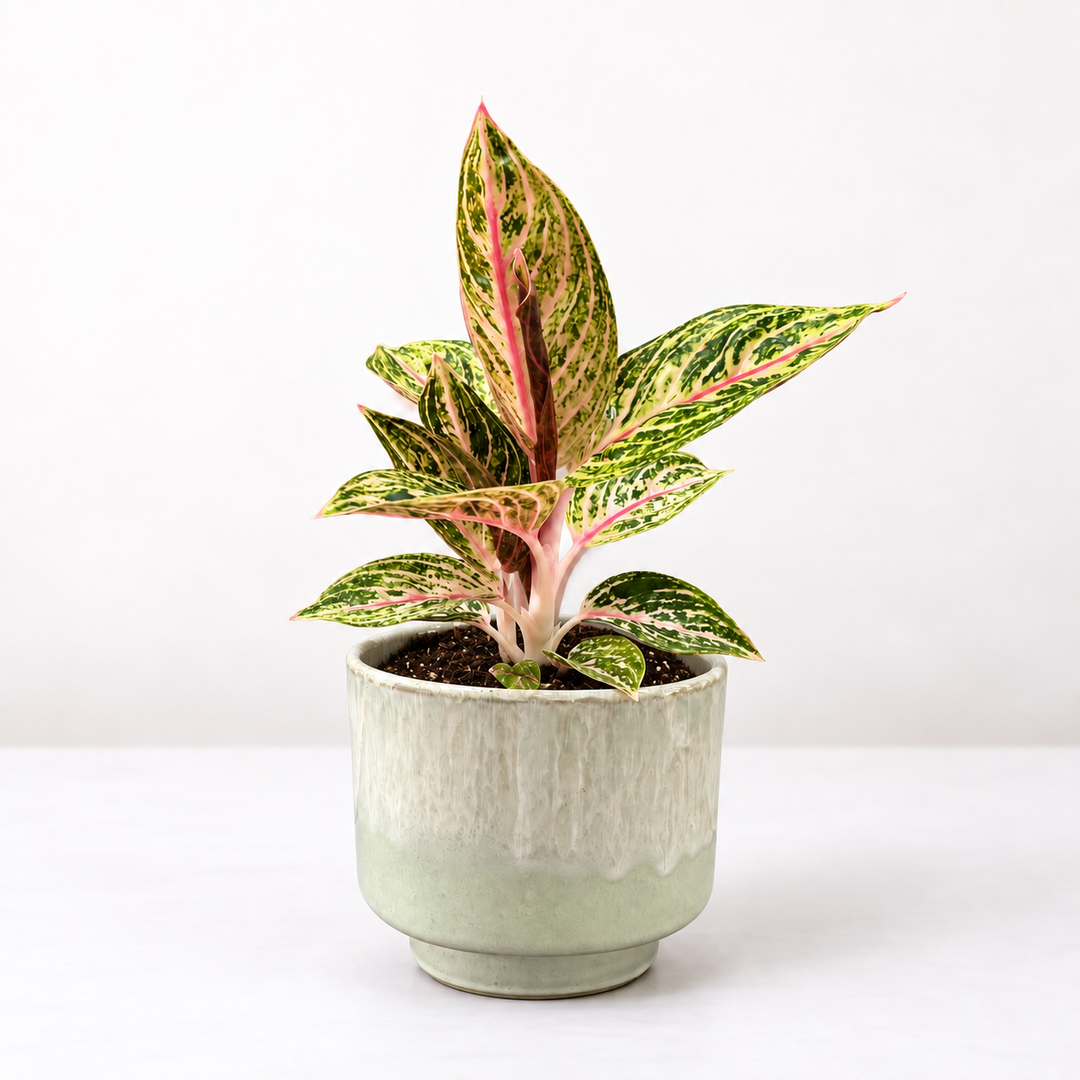 Aglaonema Gold Powder Foliage Dreams