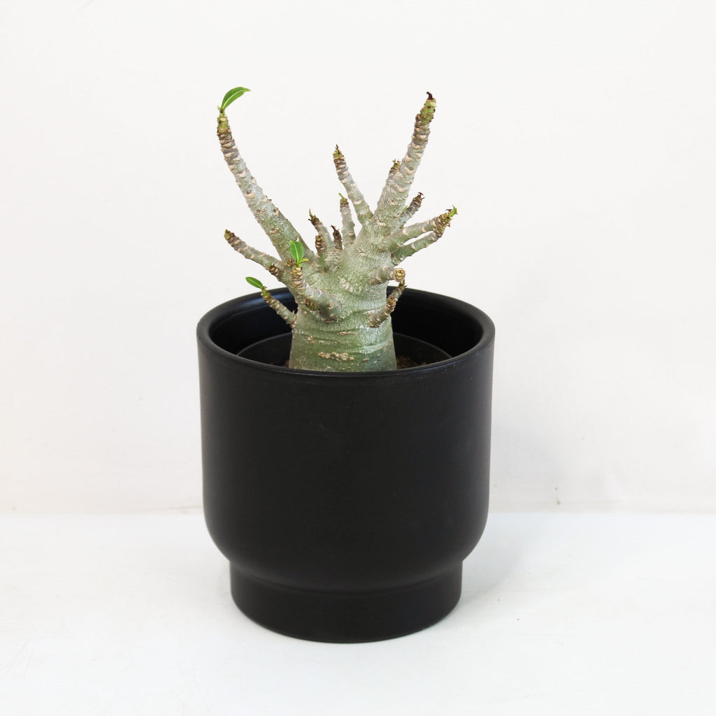 Adenium baobab – Foliage Dreams