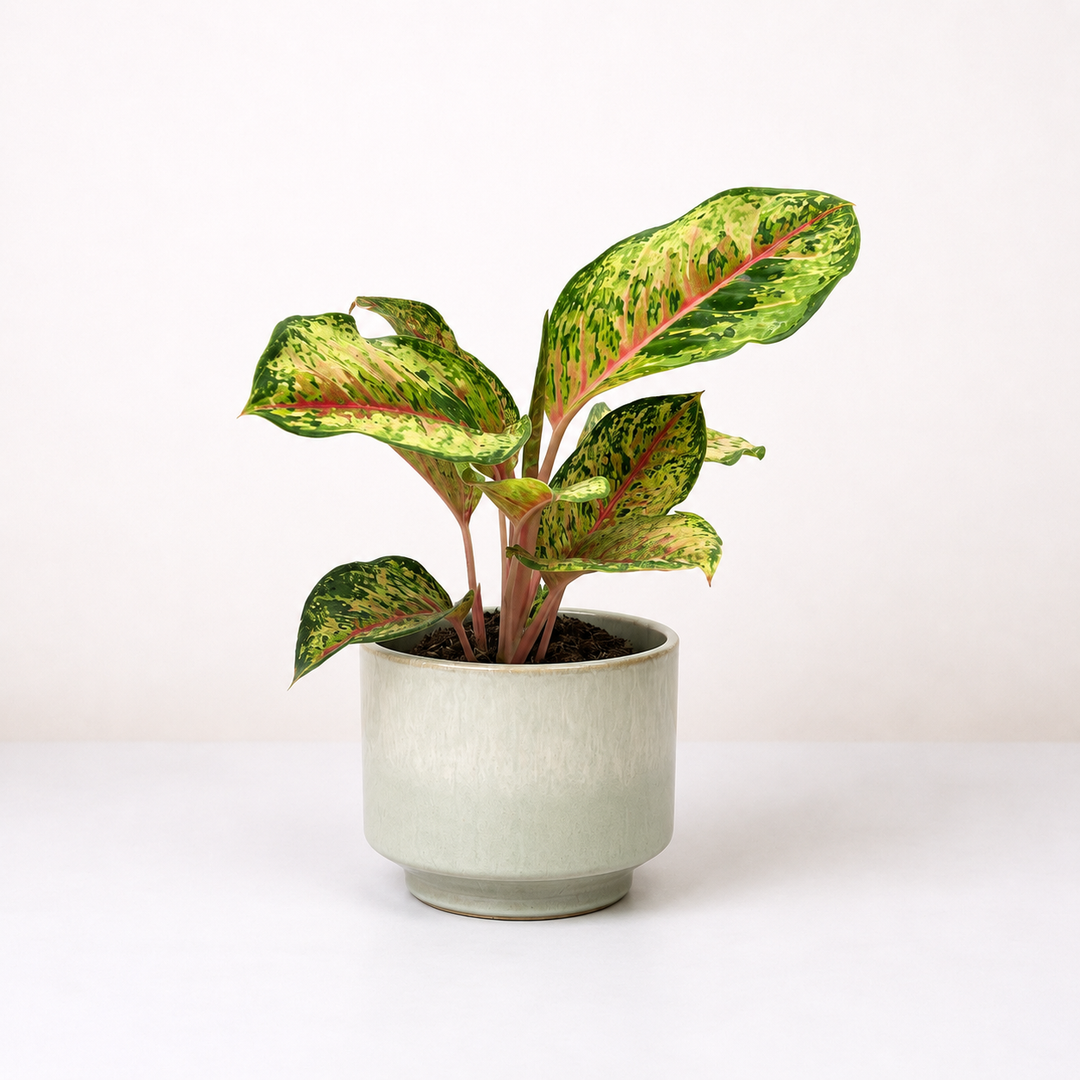 Aglaonema Carnival Queen Foliage Dreams