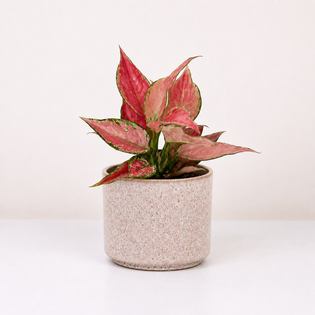 Aglaonema Cherry Baby Foliage Dreams
