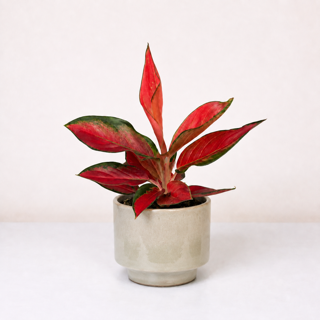 Aglaonema Chili Red Foliage Dreams