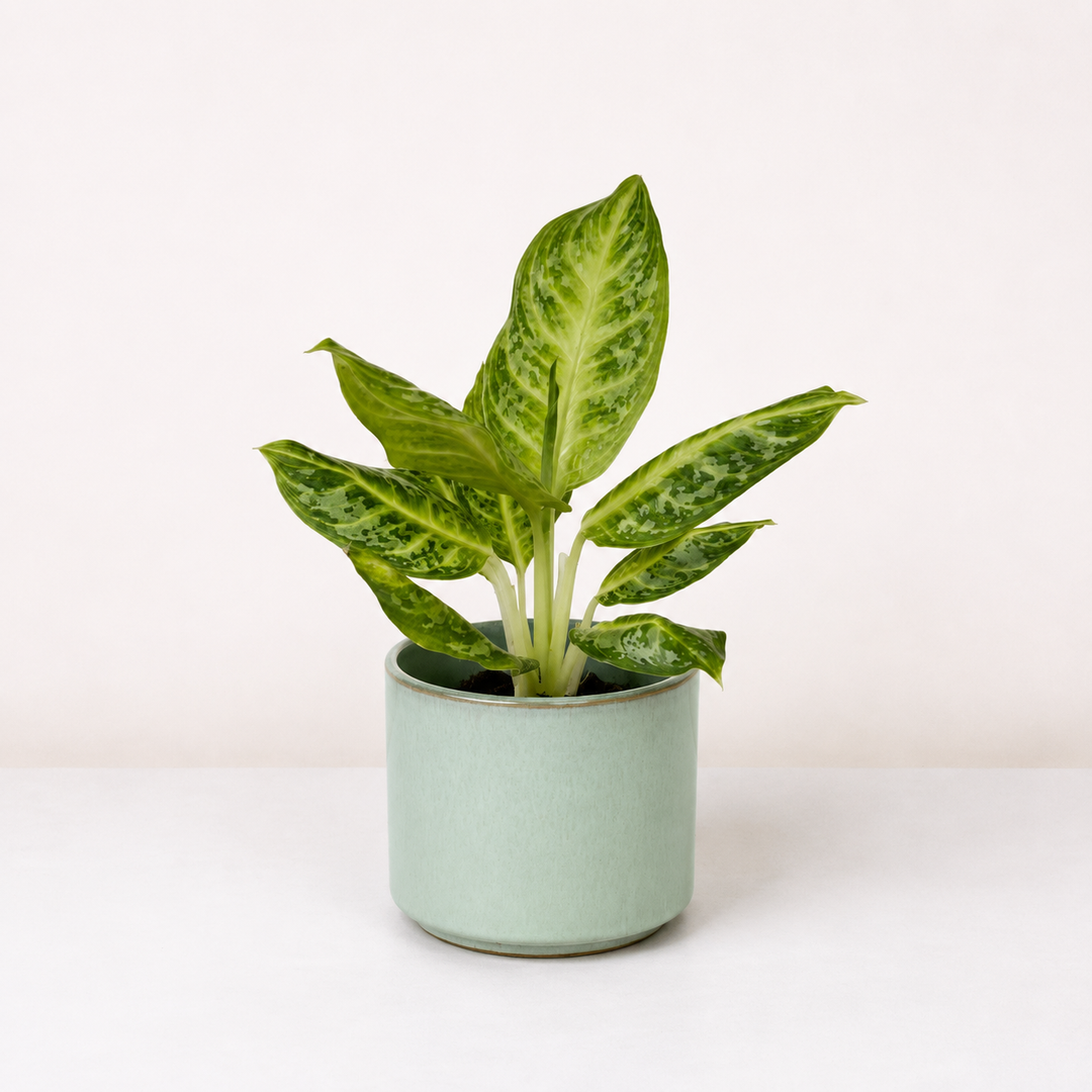 Aglaonema Citrus Glow Foliage Dreams
