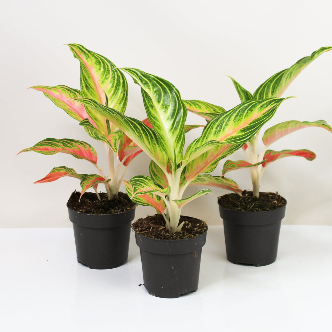 Aglaonema Eyecatcher Foliage Dreams